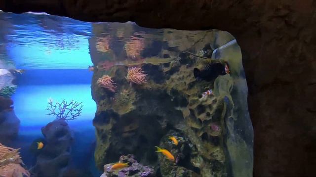 Мару в поисках Немо. Океанариум Крокус/ Maru finding Nemo, Moscow Oceanarium Crocus смотреть онлайн