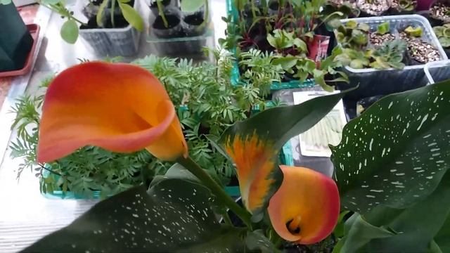 Май - дела тепличные. смотреть онлайн