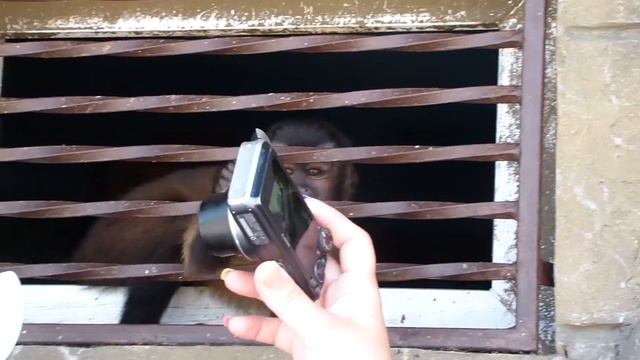 #2 САФАРИ ПАРК ЧЕРНОЕ МОРЕ АНАПА мисс Лизи мисс Кети смотри ЖИВОТНЫХ ГОВОРЯЩИЙ ТЮЛЕНЬ