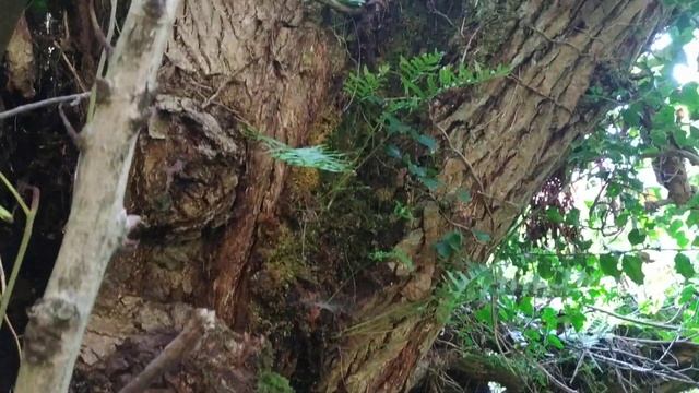 Гриб звездовик, земляная звёздочка. Сочи октябрь 2021 г смотреть онлайн