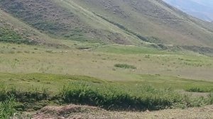 Охота в горах. Сокол попался. Ловушка для сокола. Таджикистан