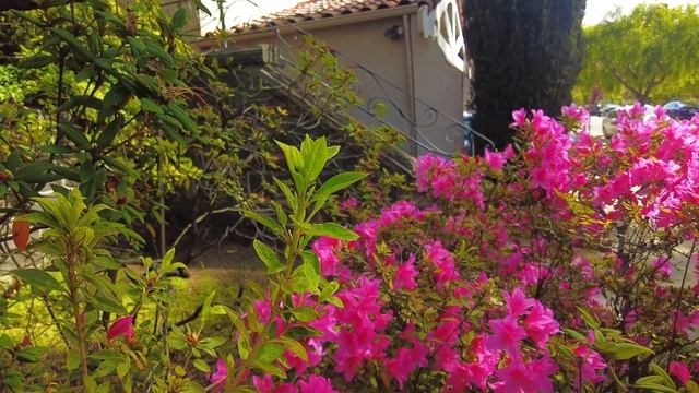 Study/Relaxation Music Azalea 10 Minutes 4K #focus #relaxation #spa