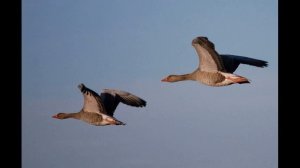 Гуси летят, крик гусей