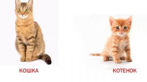 Изучаем лексическую тему "Домашние животные и их детёныши"