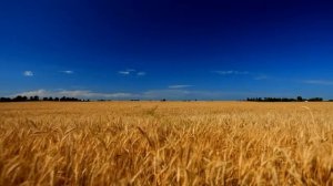 Пшеница поле