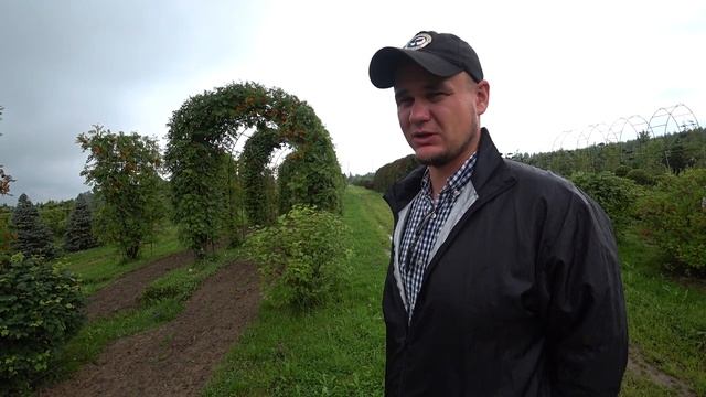 Рябина обыкновенная на шпалере в питомнике Ниваки смотреть онлайн