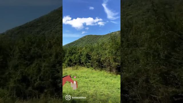 конный клуб скарлетт конные прогулки кони в сочи Лазаревское смотреть онлайн