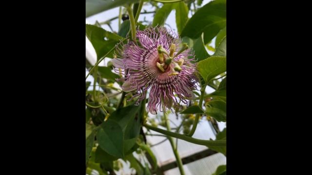Маракуйя Северная (Passiflora incarnata) смотреть онлайн