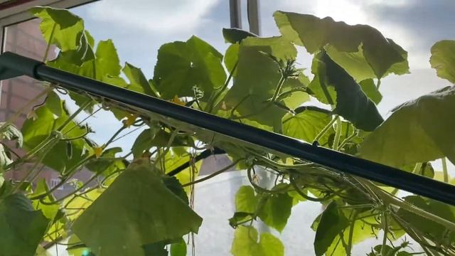Съездили на осмотр к врачу / увезли Максима к бабушке / купили креветки (лангустины) смотреть онлайн