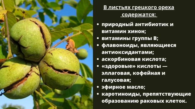 Чем полезен грецкий орех? Полезные свойства грецкого ореха смотреть онлайн