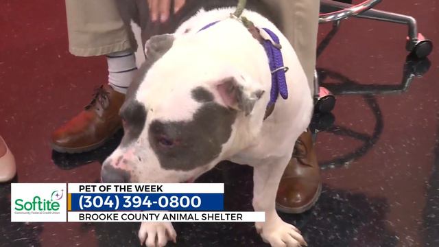 Pet Of The Week: Rose смотреть онлайн