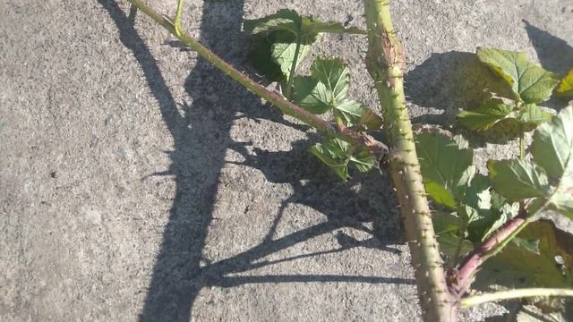 Шишки стеблевой галлицы на ежевике смотреть онлайн