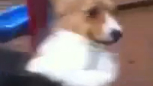 Собака любит качельки смотреть онлайн