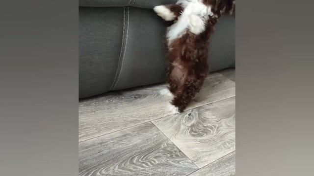 щеночек крошка .mp4