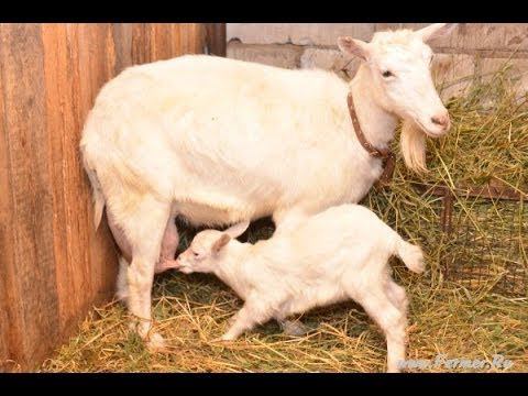 Козы, козлята, козёл. Фермерское хозяйство Воложанина смотреть онлайн