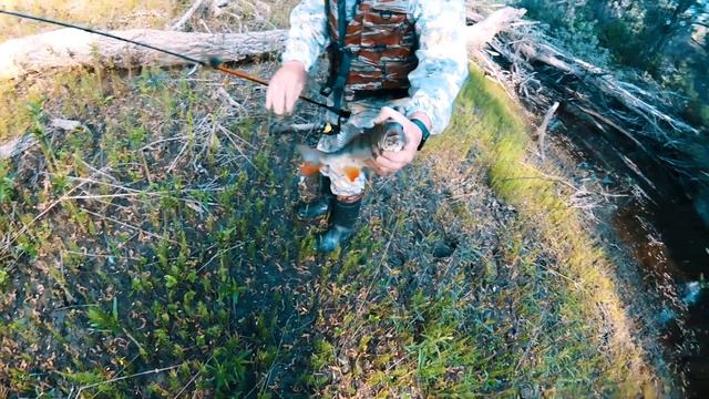 Попали на бешенный ЖОР КРУПНОГО ОКНУЯ | Рыбалка в ручьях - луже | #Рыбалка2022  Crazy Fish