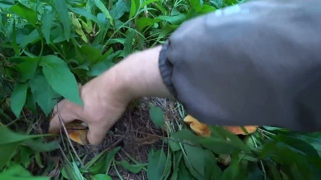 ЦАРСКИЕ ГРИБЫ РЫЖИКИ в ИЮНЕ пошли СОТНЯМИ!!! Я такого не ожидал! ПОДОСИНОВИКИ не отстают! Грибы 202 смотреть онлайн