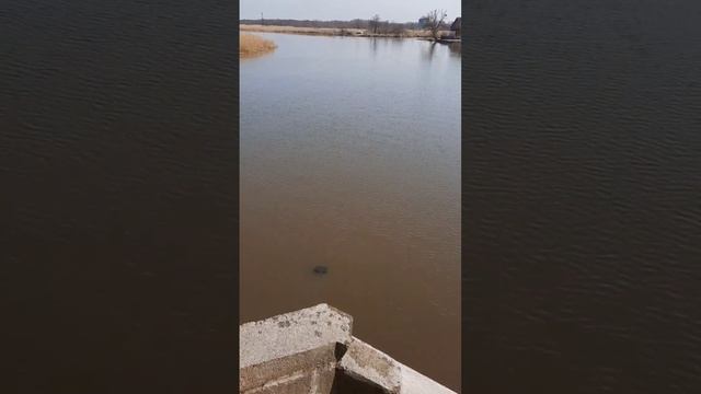 Все реки текут на север Река Дейма Русская Голландия 39 регион смотреть онлайн