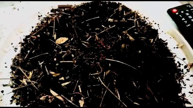 ПАН69. Разведение червей Диннета и Дендробена. Быстрая выборка коконов червя. Легко. смотреть онлайн