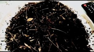 ПАН69. Разведение червей Диннета и Дендробена. Быстрая выборка коконов червя. Легко.