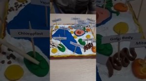 Изготовление модели растительной клетки
 для визуализации материала на уроке биологии