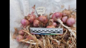 Сортотипы лука шалота. Красные и розовые округлые сорта