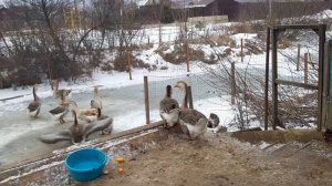 Холмогорские гуси. Kholmogory. Серые холмогоры