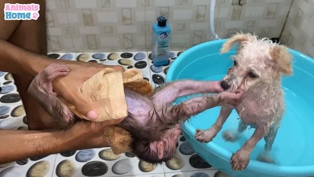 BiBi Monkey Helps Dad Bathe The Puppy