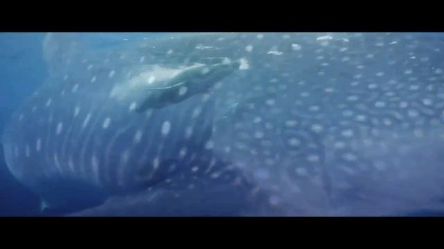 Океан !Голубая бездна! смотреть онлайн