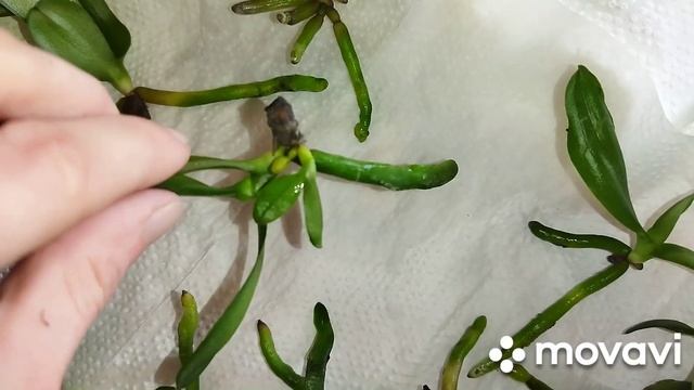 Размываем Фласку!Посадка сеянцев (фласят).Сого Юкидан Бабочка смотреть онлайн