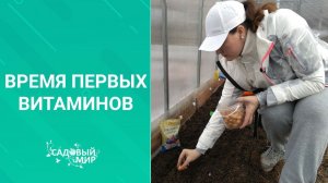 Март - время первых витаминов. Лук и чеснок - хладостойкие "пионеры" посадок в теплице.