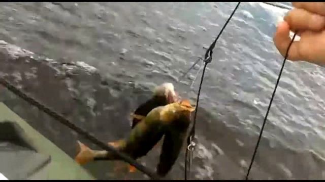 Мотор Sea-Pro 5 л.с. двухтактный + лодка Аква 2900 С + еще одна лодка. смотреть онлайн