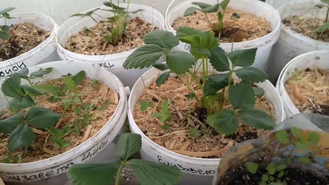 Клубника в кашпо в мае смотреть онлайн