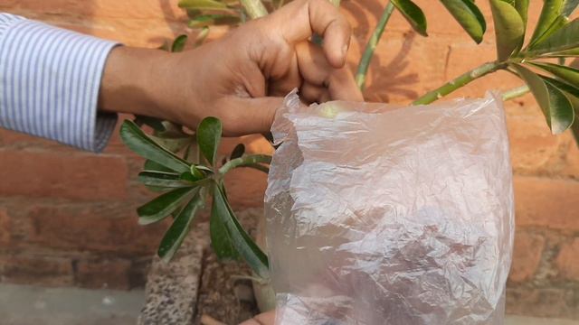 INFORMATION ABOUT ADENIUM / ADENIUM CARE смотреть онлайн