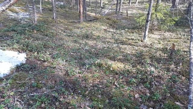 Грибов нет. смотреть онлайн