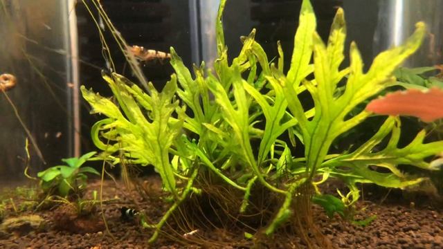 Microsorum sp. Mini Coral смотреть онлайн