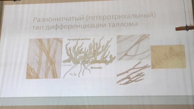 Белякова Г. А. - Низшие растения - Альгология. Типы размножения водорослей смотреть онлайн