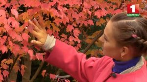 Какой клен посадить на участке? Выбираем виды и сорта