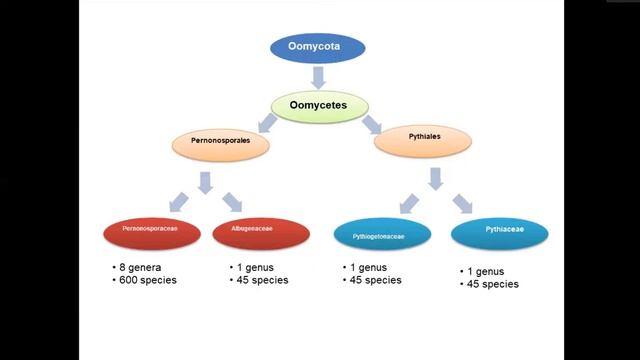 Oomycota смотреть онлайн