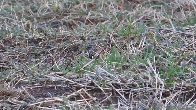 Escribano lapón. Punta Ballota смотреть онлайн