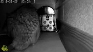 Электрическая крысоловка Victorpest в действии. Крыса с крысёнком