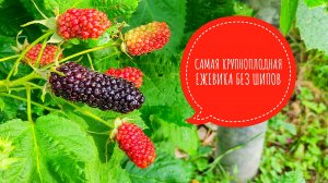 Самая крупноплодная ранняя ежевика Коламбия Гигант обзор сорта. Выращивание ежевики без шипов.