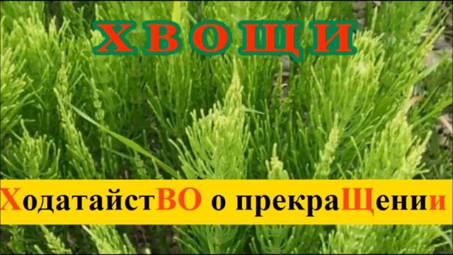 ХВОЩИ. смотреть онлайн