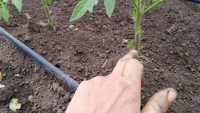 Томаты под дугами 07.05.2020 уже цветут. Проводим пасынкование Высокорослые томаты в открытом грунт смотреть онлайн