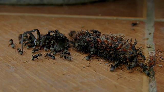 Құран мұғжизалары-5 Алланың құмырсқалар жайлы баяны 🐜🐜🐜🐜🐜🐜🐜🐜🐜🐜 батыс ғалымдары шок😳😳😳😳😳🥺🥺😳😳😳😳🎙️🎙️ смотреть онлайн