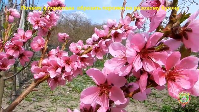 Как получить хороший урожай персика. Почему НЕ НУЖНО обрезать персики по розовому бутону