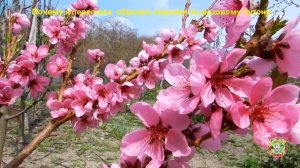 Как получить хороший урожай персика. Почему НЕ НУЖНО обрезать персики по розовому бутону