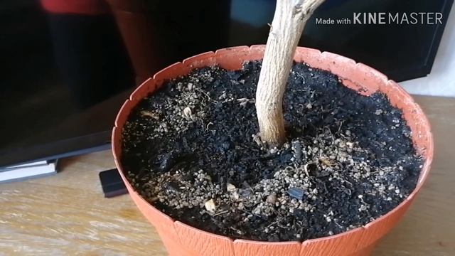 Как вырастить лимон в домашних условиях смотреть онлайн