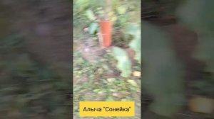 Алыча сорт «Сонейка» или «Солнышко»