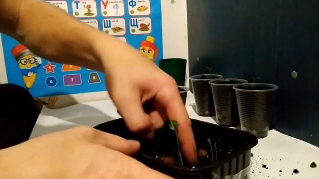 ?Пересадка последних росточков лимона. Как пересадить лимон в другой горшок? смотреть онлайн